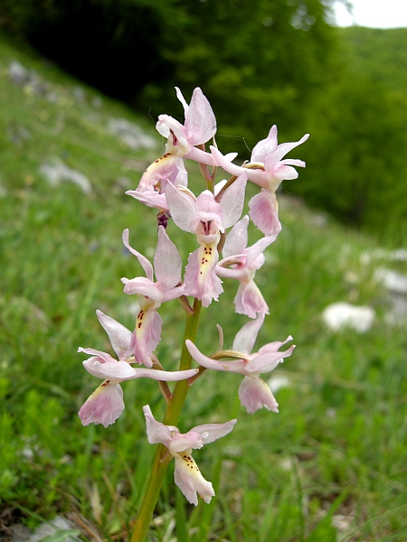 Orchis colemanii - variazioni cromatiche